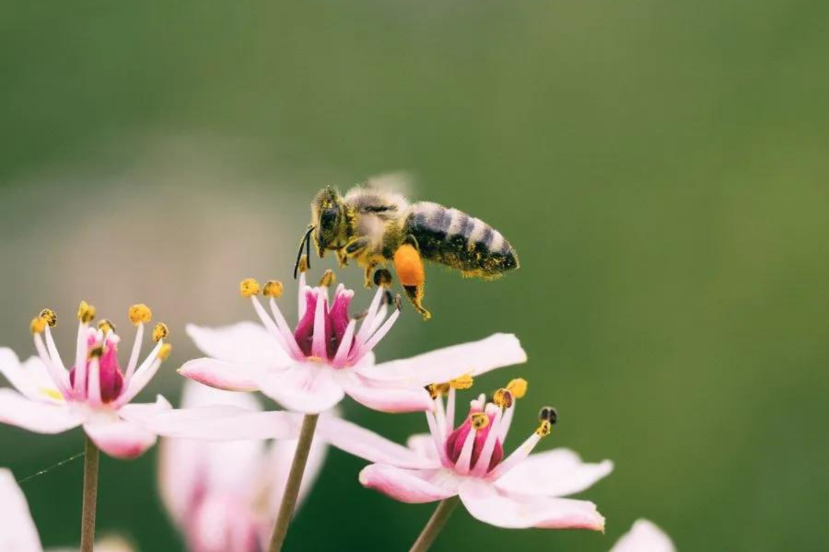 “+-api.-oasi-fiorite-per-la-biodiversita”,-progetto-di-innovazione-per-il-settore-agroalimentare-promosso-da-filiera-futura-e-fondazione-perugia-–-vivo-umbria